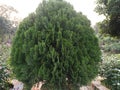 Oriental Arbor-vitae green tree with blurred background