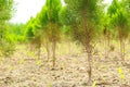 Oriental arbor vitae growing on the field, Oriental arbor vitae growing on a nursery