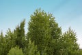 Oriental Arbor Vitae or Platycladus orientalis leaf in the garden on sky background.