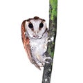 Oriental bay owl