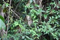 Oriental bay owl