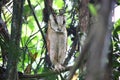 Oriental bay owl