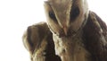 The oriental bay owl is a type of bay owl, usually classified with barn owls. It is completely nocturnal, and can be found through Royalty Free Stock Photo