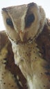 The oriental bay owl is a type of bay owl, usually classified with barn owls. It is completely nocturnal, and can be found through Royalty Free Stock Photo