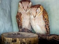 Oriental bay owls Royalty Free Stock Photo