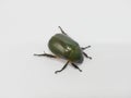 An Oriental Beetle