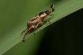 Oriental Beetle on Grass Blade