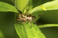 Oriental beetle with pronged antennae on a leaf in Connecticut.
