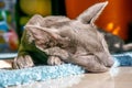 Oriental grey cat sleeping in the sunlight Royalty Free Stock Photo