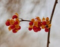 Oriental bittersweet fruit