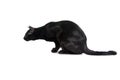 Oriental black cat isolated over white background Royalty Free Stock Photo