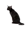 Oriental black cat isolated over white background Royalty Free Stock Photo