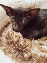 Oriental black kitten with big ears sits in a bed Royalty Free Stock Photo