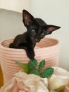 Oriental black kitten with big ears sits in a bed Royalty Free Stock Photo