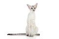 Oriental Blue point siamese cat Royalty Free Stock Photo