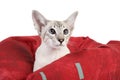 Oriental Blue point siamese cat Royalty Free Stock Photo