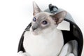 An Oriental Blue-point siamese cat in pet carrier Royalty Free Stock Photo