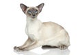 Oriental Blue-point siamese cat portrait Royalty Free Stock Photo