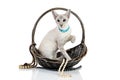 Oriental Blue point siamese cat in wicker basket Royalty Free Stock Photo