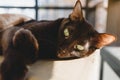 Oriental breed`s brown cat relaxes on a cardboard box