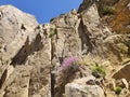 An oriental carnation on rocks Royalty Free Stock Photo