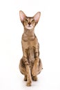 Oriental cat Royalty Free Stock Photo