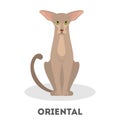 Oriental cat. Animal with big ears. Pet