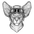 Oriental cat with big ears wearing leather helmet Aviator, biker, motorcycle Hand drawn illustration for tattoo, emblem