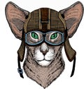 oriental cat_helmet2 Royalty Free Stock Photo