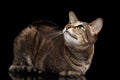 Oriental Cat Lying and Looking up Isolated on Black Royalty Free Stock Photo