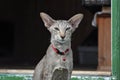 Oriental cat. Royalty Free Stock Photo