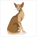 Oriental cat. Siamese breed elance pet. Domestic exotic siam cat in flat realistic style. vector illustration