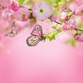 Oriental cherry and butterfly