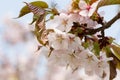 Oriental cherry sakura Royalty Free Stock Photo