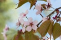 Oriental cherry sakura tree Royalty Free Stock Photo