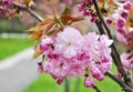 Oriental cherry in springtime