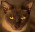 Oriental Chocolate Tonkinese cat with gold-green e