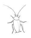 Oriental cockroach, macro of insects. Pest control. Vector outline illustration in cartoon doodle style, isolated