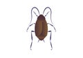 Oriental Cockroach Vector Art isolated on White Background