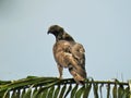 Oriental or Crested Honey Buzzard (pernis) on top of a coconut tree in Polonnaruwa.