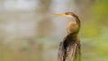 Oriental darter close-up profile photograph. Perch on a branch near the waterhole in Yala national park. The magnificent bird has