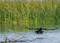 An oriental Darter in flight