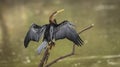 Oriental darter or Indian darter or Anhinga melanogaster back profile basking or sunning full wingspan in natural green background
