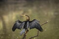 Oriental darter or Indian darter or Anhinga melanogaster back profile basking or sunning full wingspan in natural green background