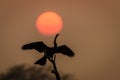 Darter with Sunset