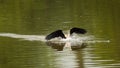 Oriental darter or Indian darter fly landing in pond with full wingspan and splash of water at keoladeo ghana national park or Royalty Free Stock Photo