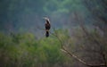 Perched Oriental Darter bird Royalty Free Stock Photo