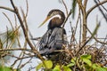 An Oriental Darter sitting on the nest