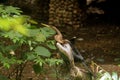 Oriental Darter Snakebird Royalty Free Stock Photo