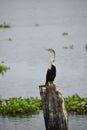 The great oriental darter